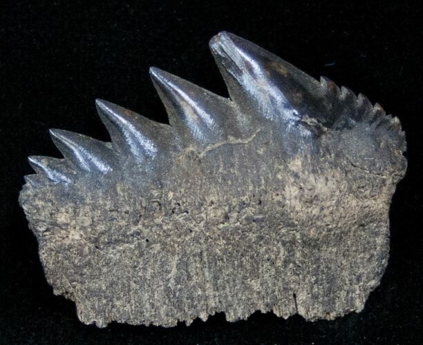Fossil Cow Shark (Notorynchus) Tooth - South Carolina #12961